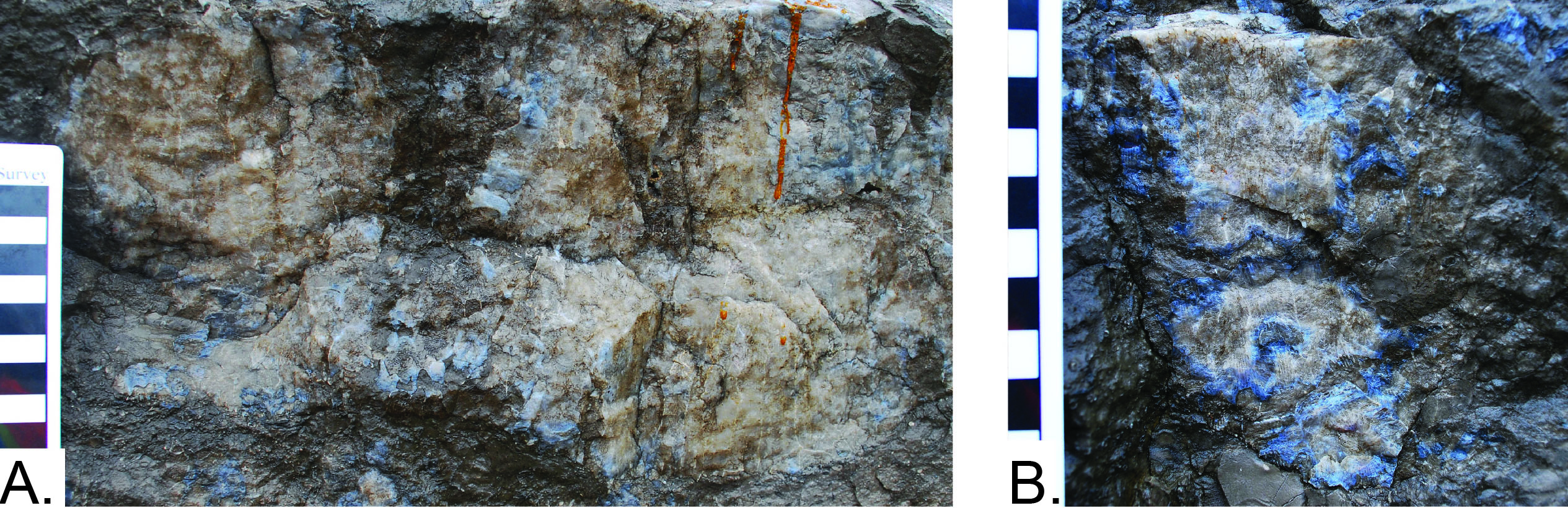 Silicified Acrocyathus floriformus mounds in outcrops of the St. Louis Limestone